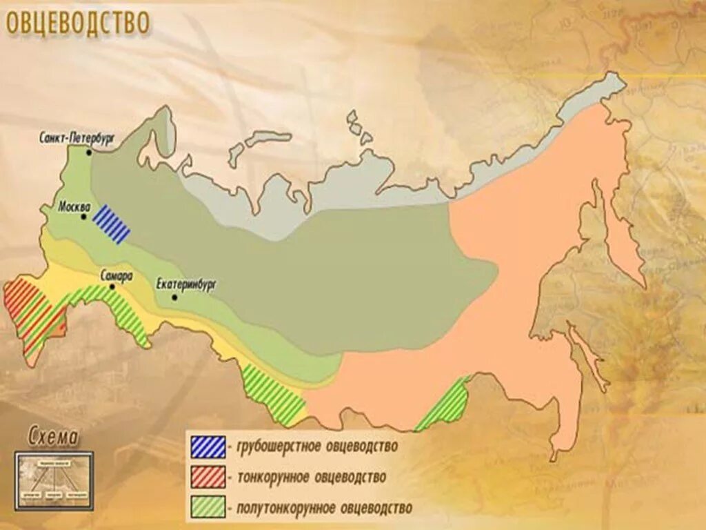 Овцеводство в России на карте. Районы овцеводства в России на карте. Районы овцеводства в России. Районы распространения овцеводства в России на карте. Направление животноводства в россии