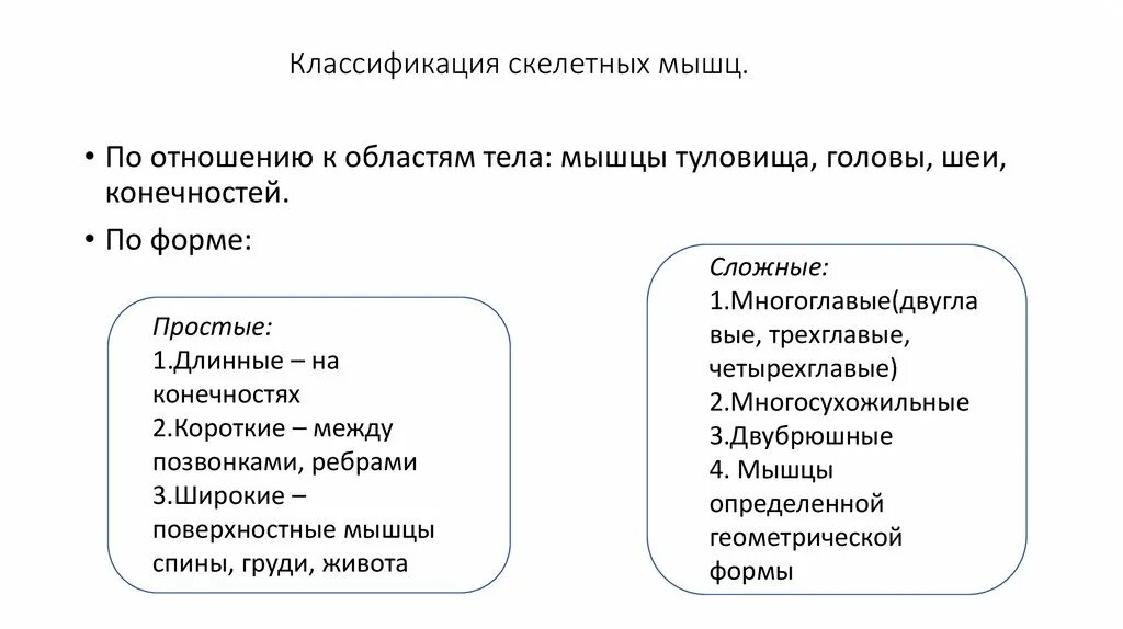 Классификация столетних мышц. Назовите основные принципы классификации мышц. Классификация, строение и функции скелетных мышц. Классификация скелетных мышц. Классификация фазных мышечных волокон.