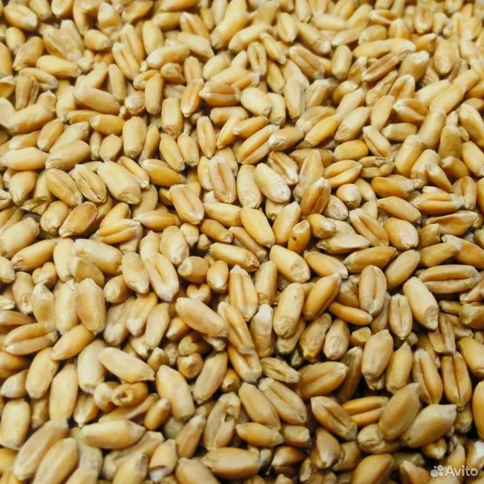 Пшеница зерно. Пшеница кормовая. Пшеница фуражная. Кормовое зерно. Куплю продажа зерна