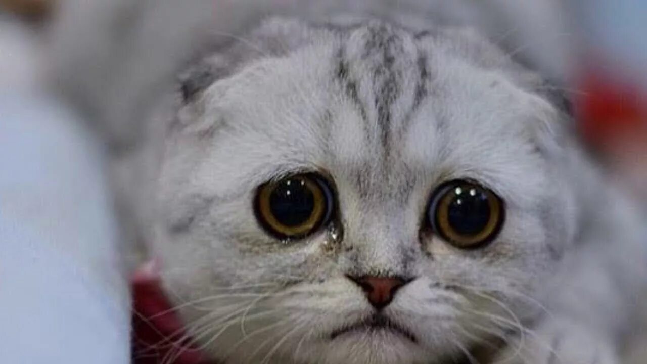 Грустный кот. Кот с печальными глазами. Грустная кошка. Кот с грустными глазами. Плачут ли коты