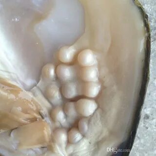 Pearl oysters