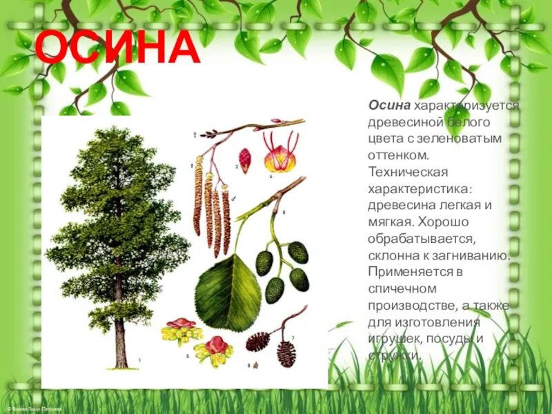 Осина описание. Осина дерево описание. Осина кратко. Осина кратко. Осина дерево описание.
