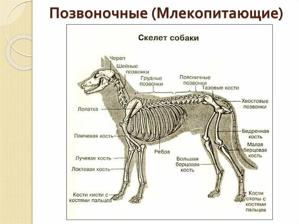 Какая опорно двигательная система у млекопитающих. Скелет система млекопитающих. Внутреннее строение млекопитающих скелет. Скелет собаки строение биология. Опорно двигательная система млекопитающих схема.