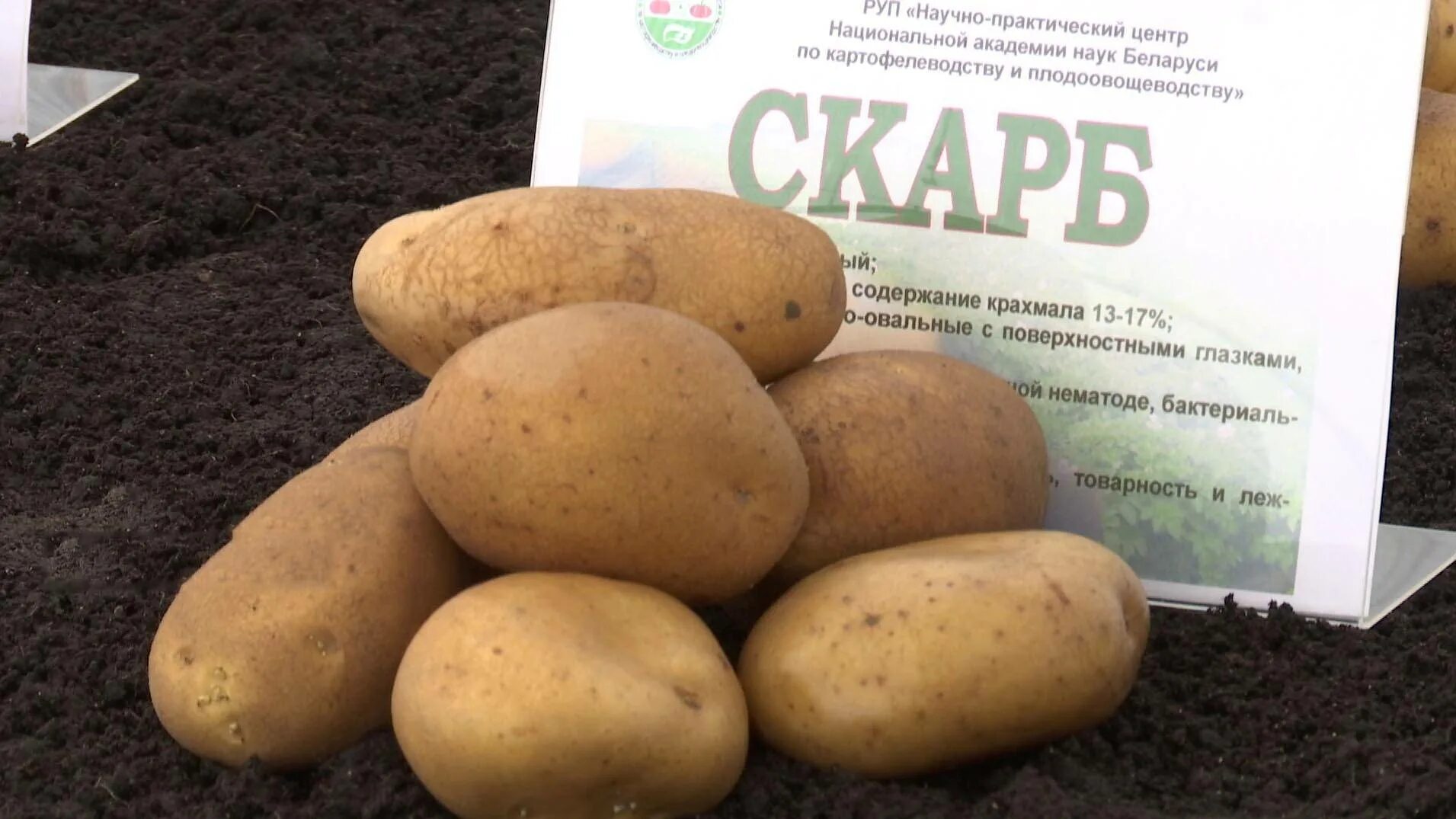 Ранние сорта картофеля в беларуси. Белорусский сорт картофеля Гала. Сорт картофеля белорусская Бульба. Бульба картофель на белорусском.