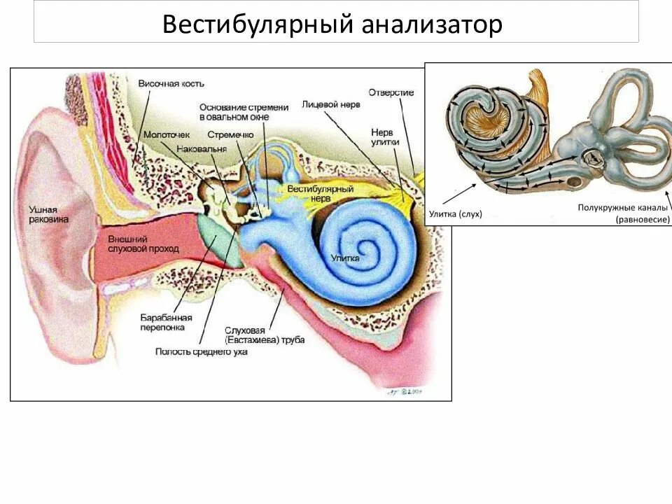 Вестибулярный аппарат орган чувств. Строение органа слуха 8 класс биология. Вестибулярный анализатор. Анализаторы зрения и слуха. Органы слуха и зрения анатомия.