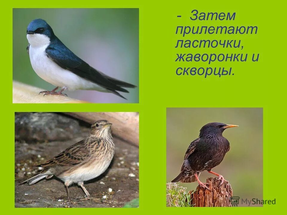 скворцы и жаворонки. дрозд скворец жаворонок. соловей и кукушка. на дворе всходило солнце и громко пели птицы. скворцы и жаворонки тоже прилетели.
