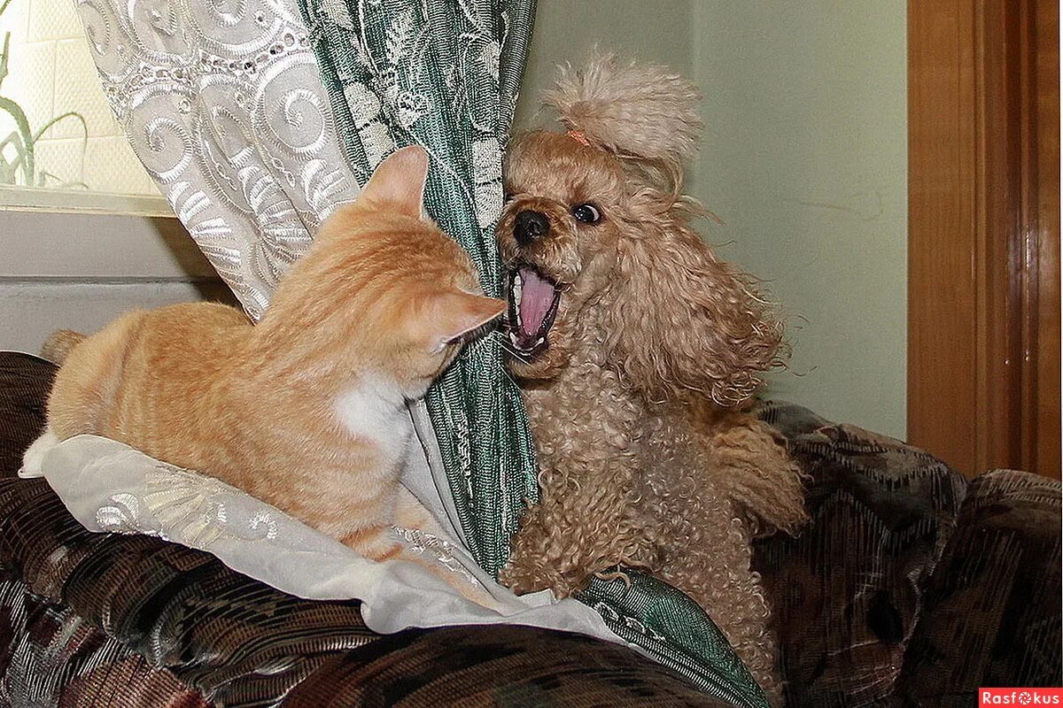 порода селкирк рекс. кот пудель. кот пудель. селкирк рекс страйт. кудрявые кошки.