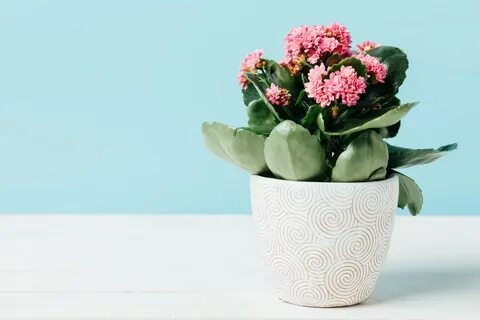 Каланхоэ и фаленопсис