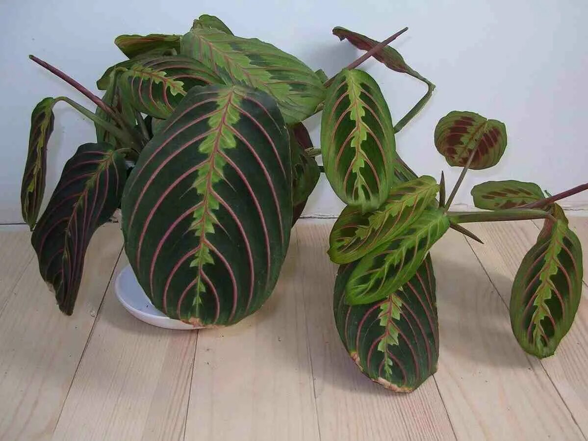 Prayer Plant: Grow and Decorate Your Home