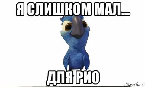 Сука здесь
