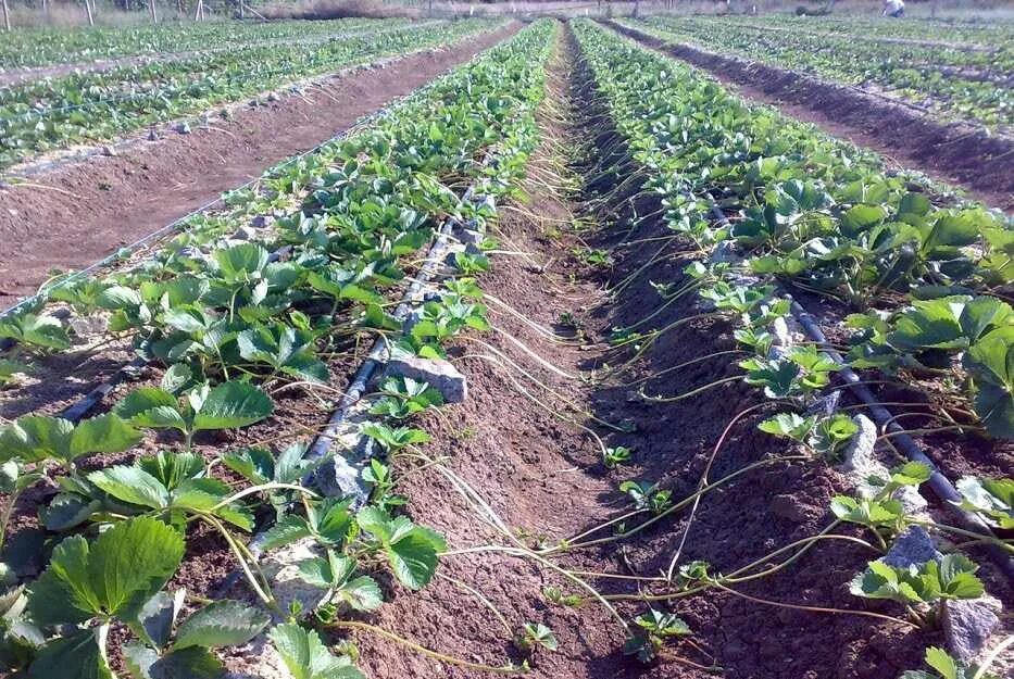 Агротехника выращивания клубники. Клубничные грядки. Агротехника выращивания клубники. Ремонтантная клубника в теплице. Мульчирование виктории агроволокном.