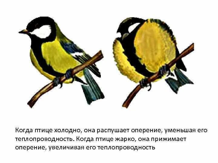 При низких температурах воздуха птицы распушают. Теплопроводность птиц. Виды теплопередачи птица. Теплопередача в жизни птиц. Примеры теплопроводности в природе у птиц.