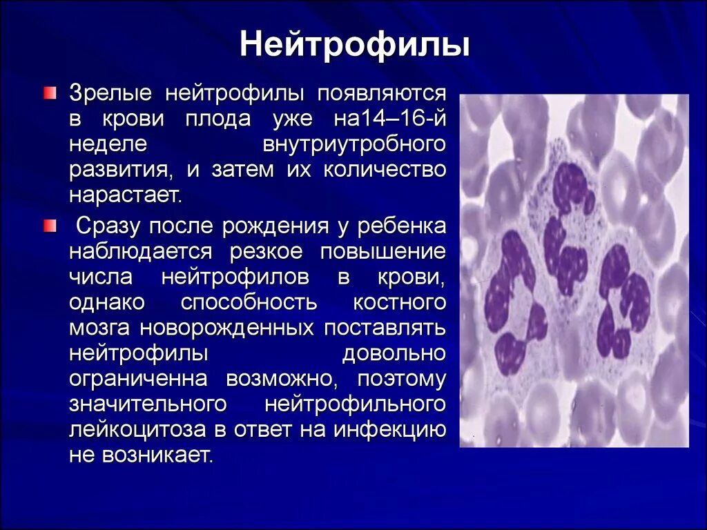 Кровь сегментоядерные повышены у ребенка. Нейтрофилы 7.08. Палочкоядерные нейтрофилы понижены. Снижение количества сегментоядерных нейтрофилов. Функции сегментоядерных нейтрофилов.