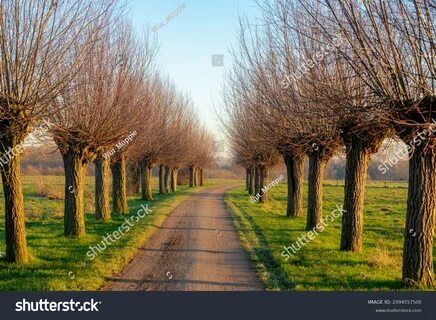 Row tree