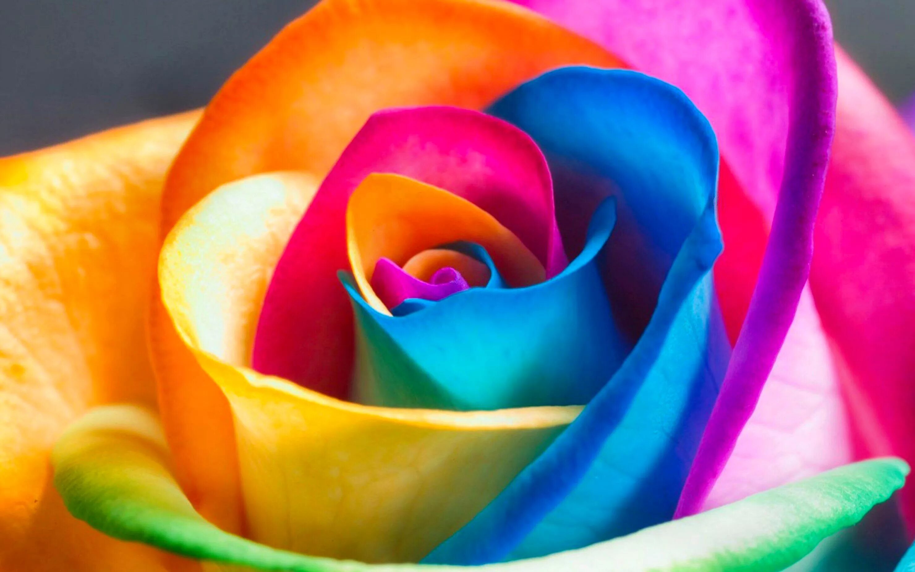 Цветной май. Разноцветные розы. Красивые яркие цветы.
