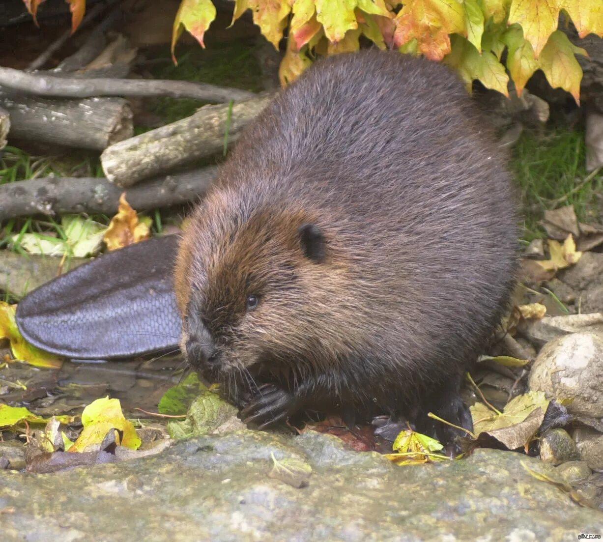 Американский бобра. Канадский Бобр (Castor canadensis). Бобр Речной обыкновенный. Речной Бобр Западносибирский подвид. Азиатский Речной Бобр.