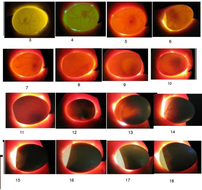 Инкубация яиц 15 день. Овоскопирование утиных яиц. инкубация утиных яиц овоскопирование по дням. инкубационное яйцо овоскопирование. яйца овоскопирование перепелиных яиц.