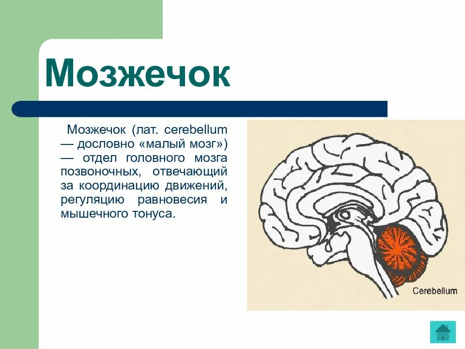 Функции мозжечка в головном мозге. Отделы головного мозга и их функции. Отделы головного мозга мозжечок. Отдел головного мозга отвечающий за координацию. В задний мозг входит мозжечок