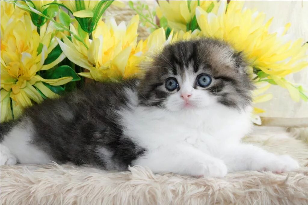 Питомник кошек челябинск