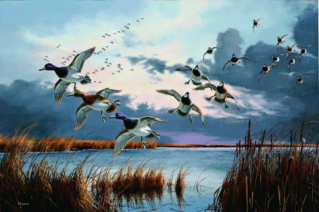 Картина «Утиная охота» rjntijd. Охота на уток. Птицы над озером. Пейзаж охота. Охотник полетел