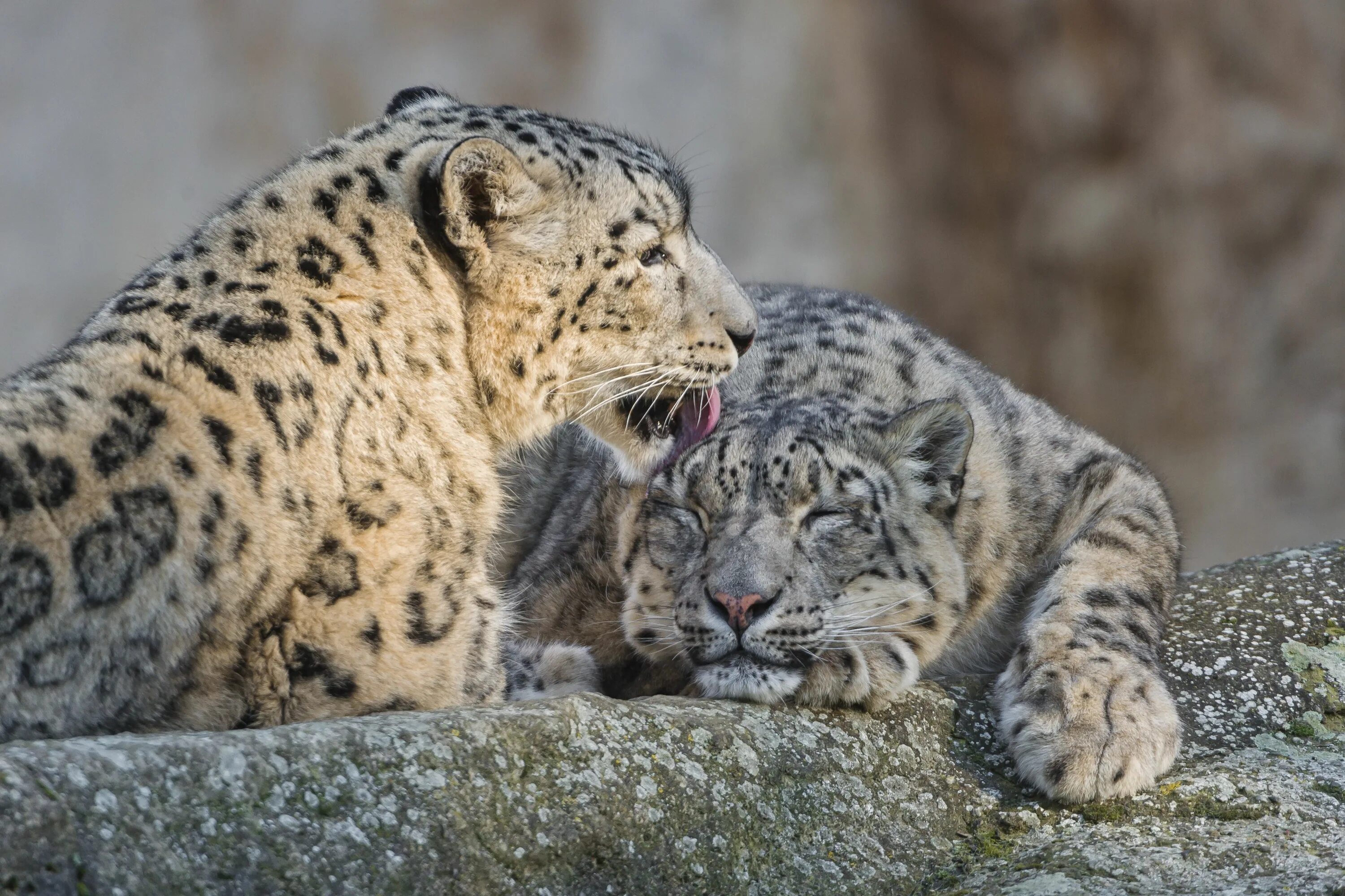 Animal coupling. Снежный Барс Ирбис. Ирбис тигр Лев леопард. Снежный Барс и леопард. Снежный Барс Ирбис любовь.