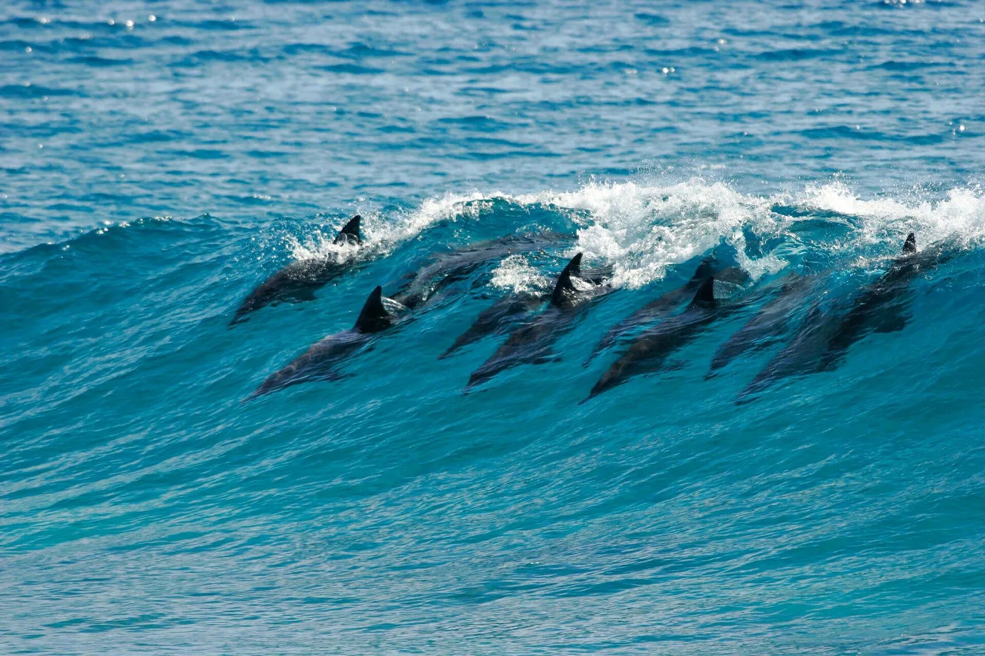 4 теплых океана. Дельфины в индийском океане. Стая дельфинов. Дельфины в море. Дельфины на рабочий стол.