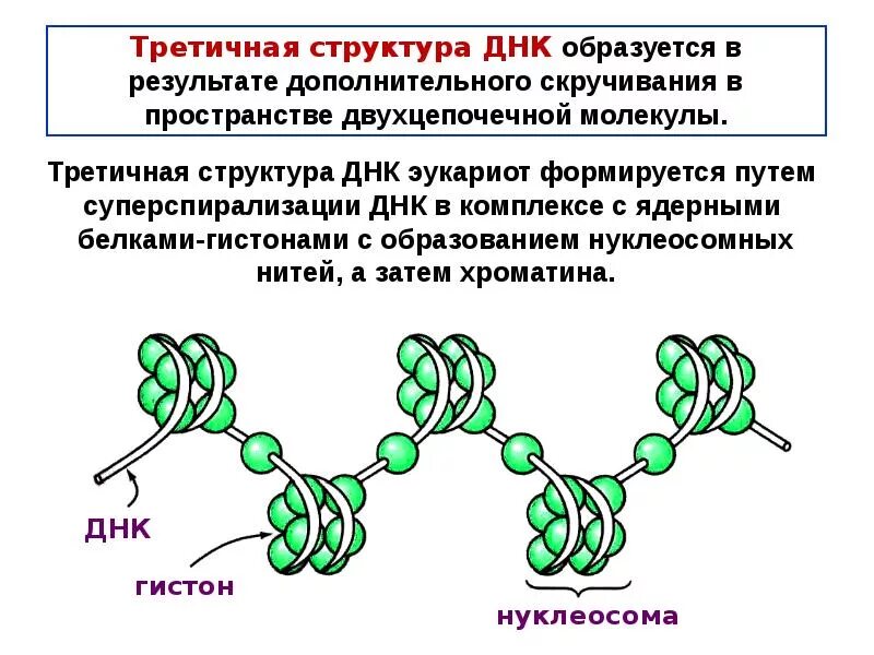 Днк в соединении с белком. Третичная структура белка ДНК. Первичная вторичная и третичная структура ДНК. Третичная структура ДНК строение. Третичная структура ДНК У эукариот.