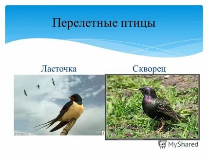 Проект перелетные птицы