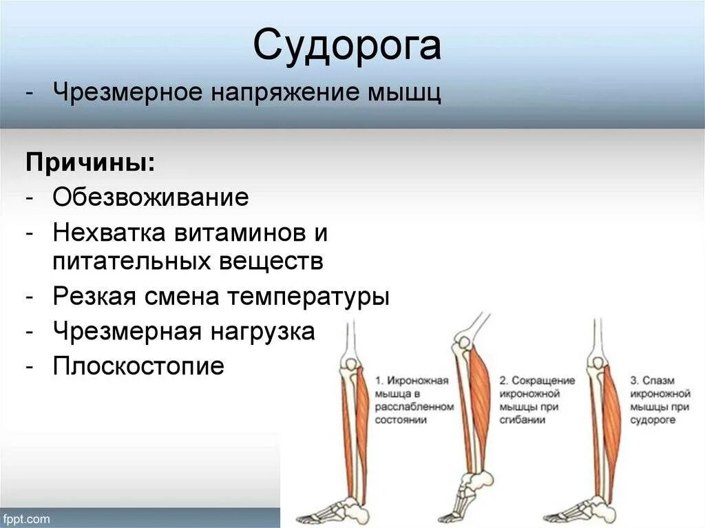 Мышца во время судороги