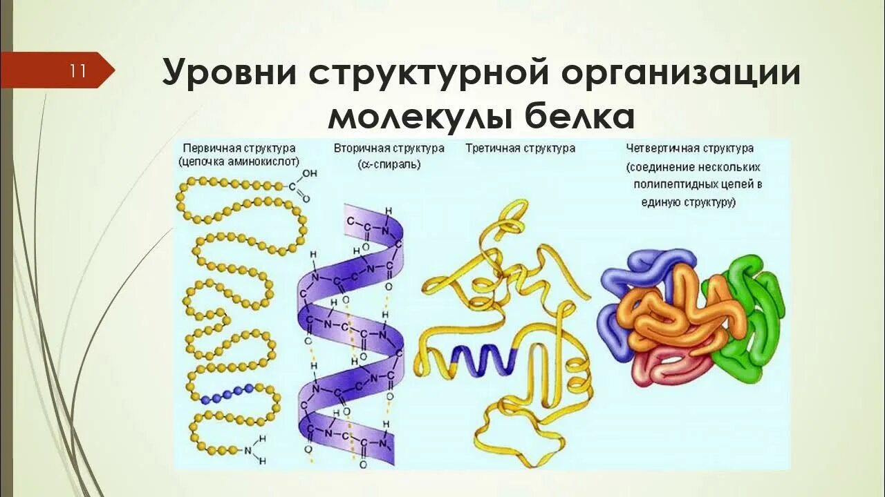 Молекула белка уровни организации белковой молекулы. Первичная вторичная и третичная структура белков химия. Первичная вторичная третичная структура белка биохимия. Третичная и четвертичная структура белка биохимия. Четвертичная структура белка биохимия.