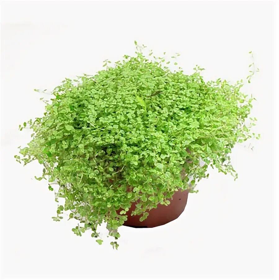 The ultimate guide to growing herbs Jamie Oliver Growing herbs at home, Planting