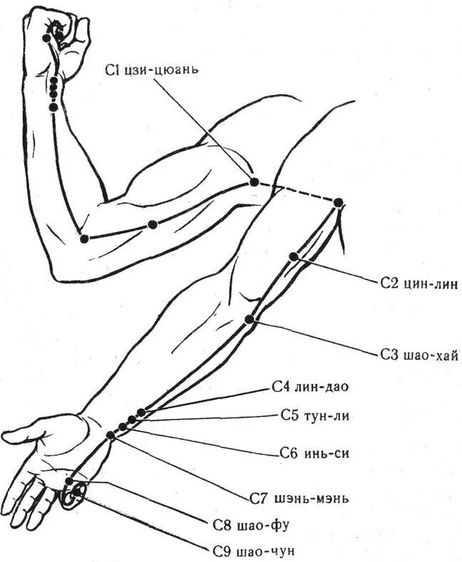 Предплечье окружающий мир 4 класс. Топография акупунктурных точек меридиана сердца.. С1 Цзи-цюань. Меридиан сердца биологически активные точки. Меридиан сердца акупунктурные точки.