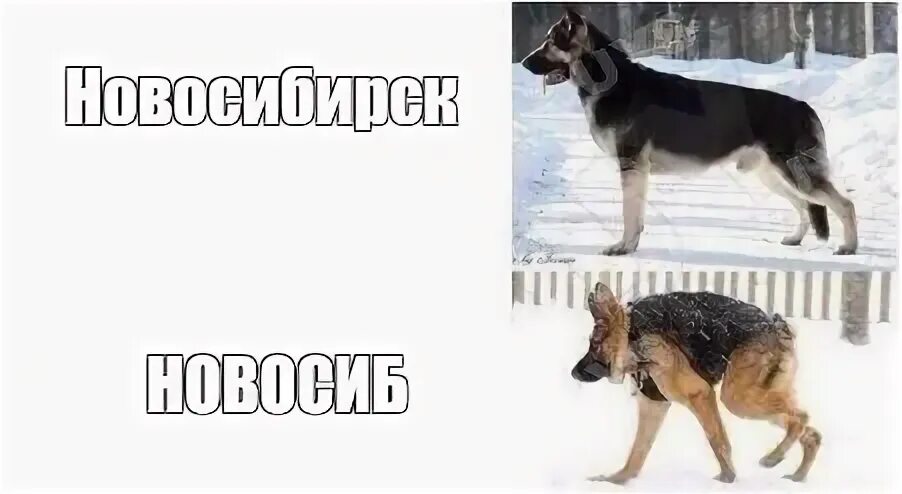 Саня собаки видео