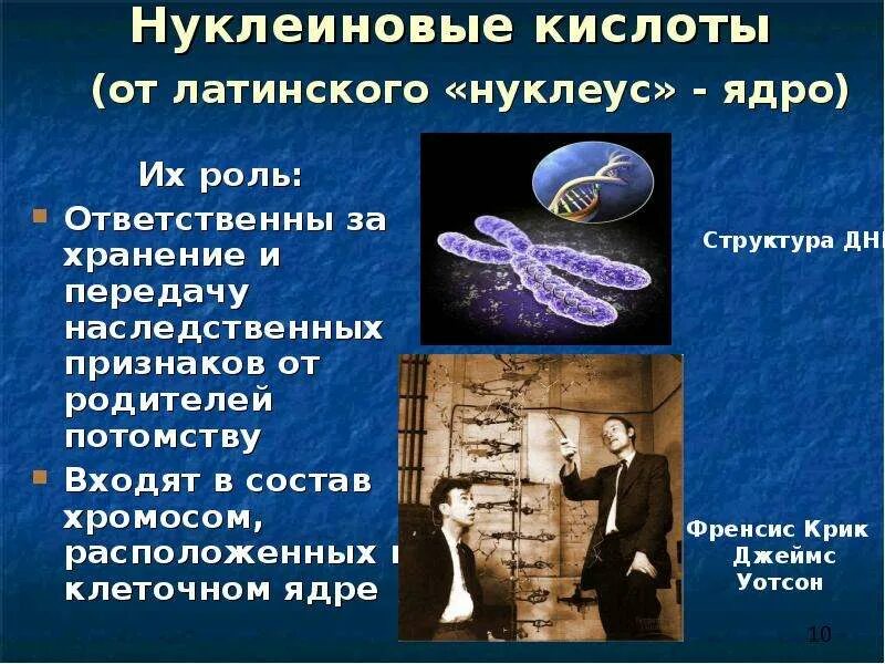 Функцию хранения наследственной информации клетки выполняет. Наследственные признаки от родителей. передача наследственных признаков. нуклеиновые кислоты и хромосомы. хранение наследственной информации нуклеиновые кислоты.