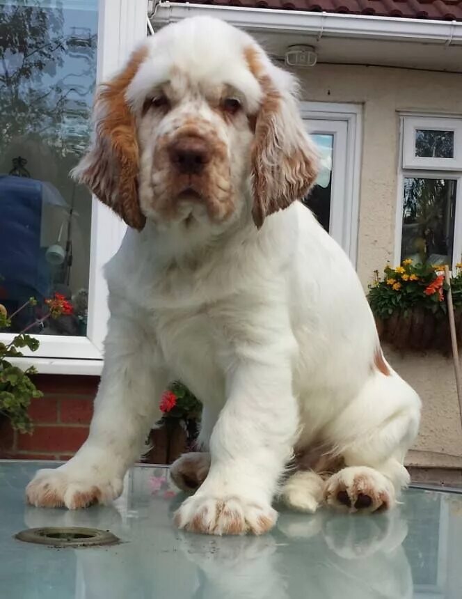 Clumber Spaniel dog breed description and characteristics Clumber spaniel, Spani