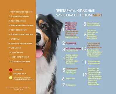 Собаки мдр 1