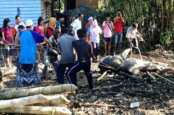 Акулы в тайланде 2023. Китовая акула рядом с человеком. Акула в тайланде 2024. Скалы-киты провинция буэнгкан таиланд. Сиамский залив акулы.