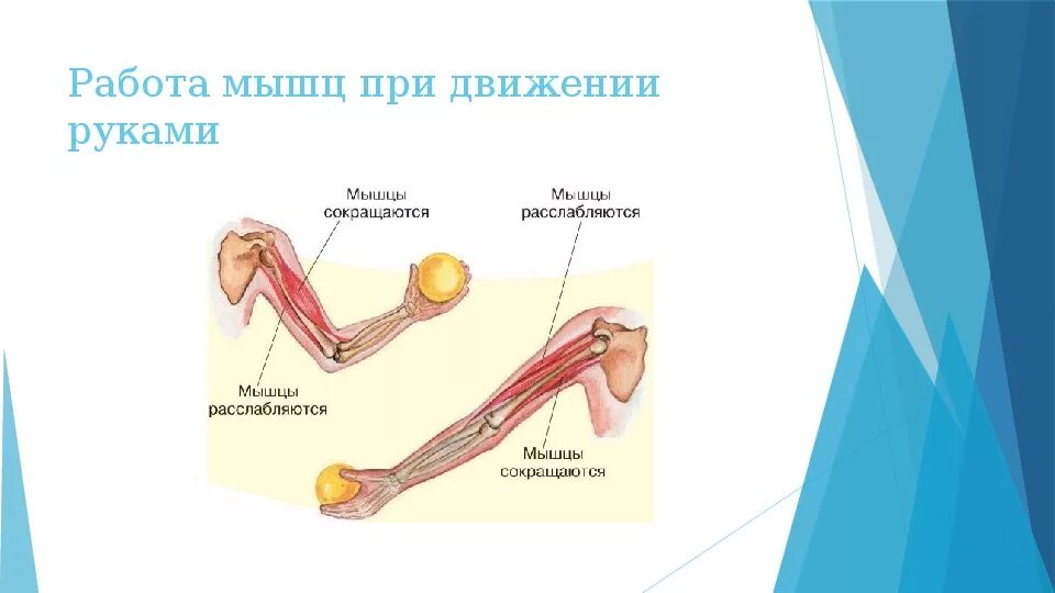 Работа мышц. Как работают мышцы рук. Метание мяча какие мышцы работают. Мышцы при метании мяча.