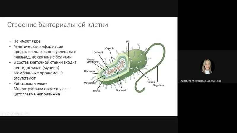 Мембранные органоиды бактериальной клетки. Генетическая информация бактерий. Генетическая информация бактериальной клетки. Наследственная информация у бактерий