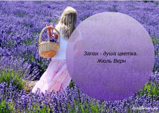 Высказывания про цвета. Высказывания о цветах. цитаты о цветах. цитаты про цветы. красивые афоризмы о цветах.