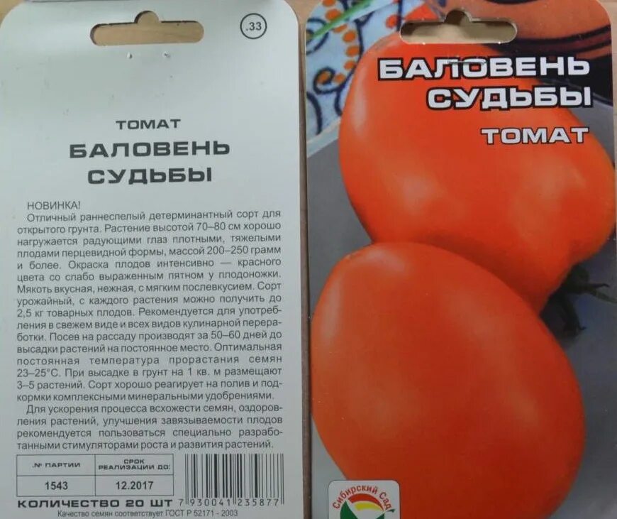 Томат хапинет. Томат баловень судьбы фото. Баловень судьбы томат описание. Томат баловень судьбы фото. Томат шахтер.