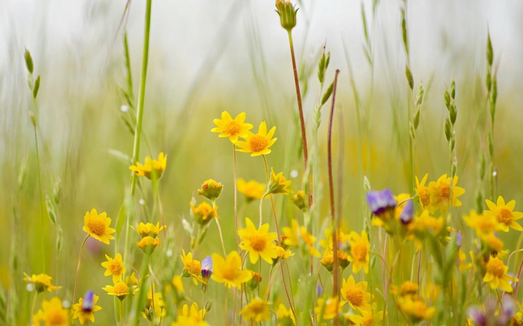 Honey meadow. Желтые луговые цветы. Желтые полевые цветы. Растения летом. Цветы летом.