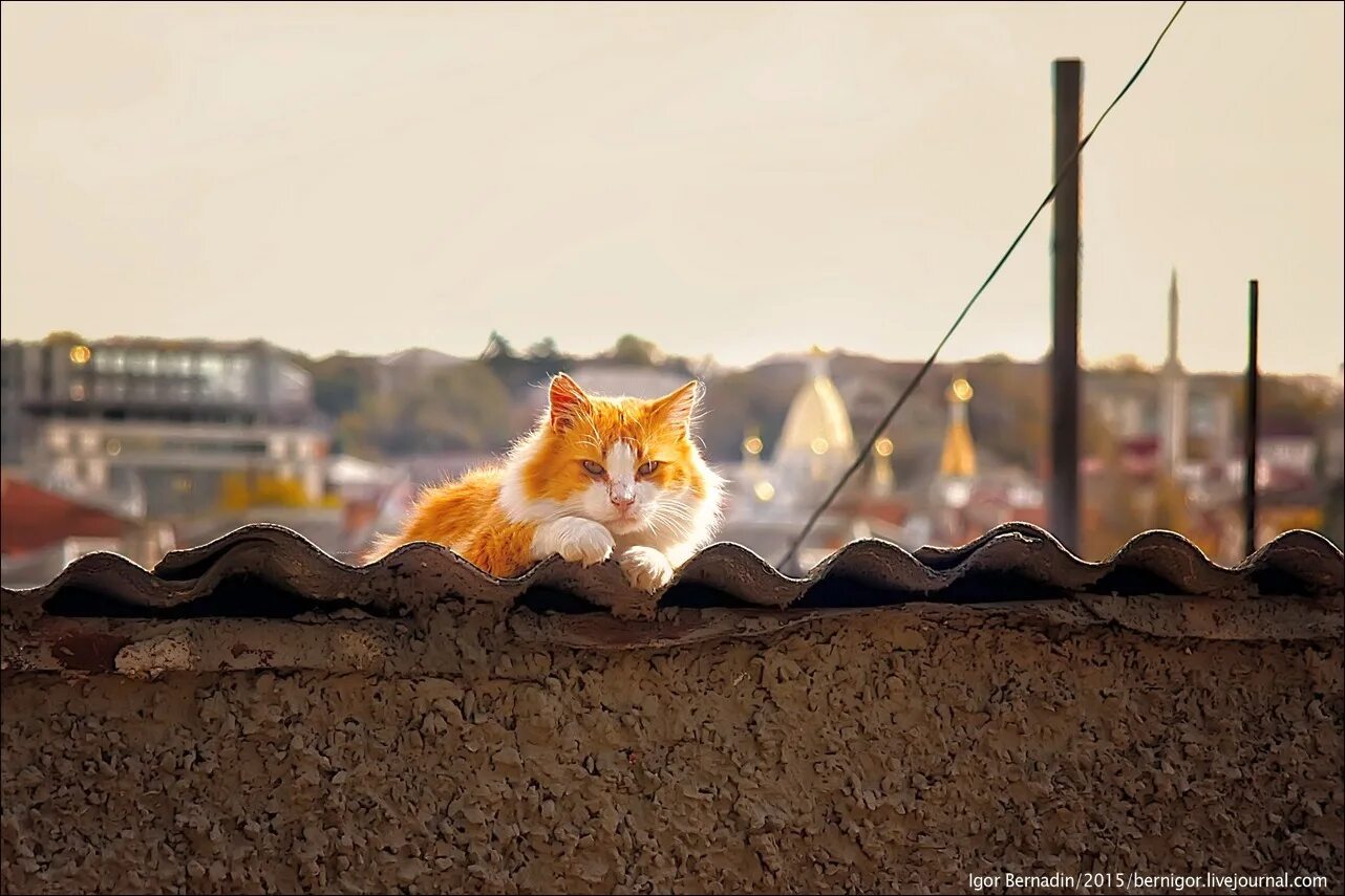 Весенний кот на крыше. Кот весной. Котов дорога солнца 2 читать