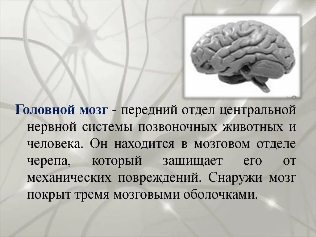 Передний отдел головного мозга. Функции отделов переднего мозга. Головной мозг передний мозг. Строение и функции отделов головного мозга.