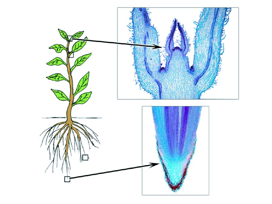 Меристематические ткани растений. Верхушечная меристема корня. Апикальная меристема. Апикальная меристема корня. Верхушечная апикальная меристема.