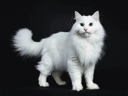 Коты белого окраса породы