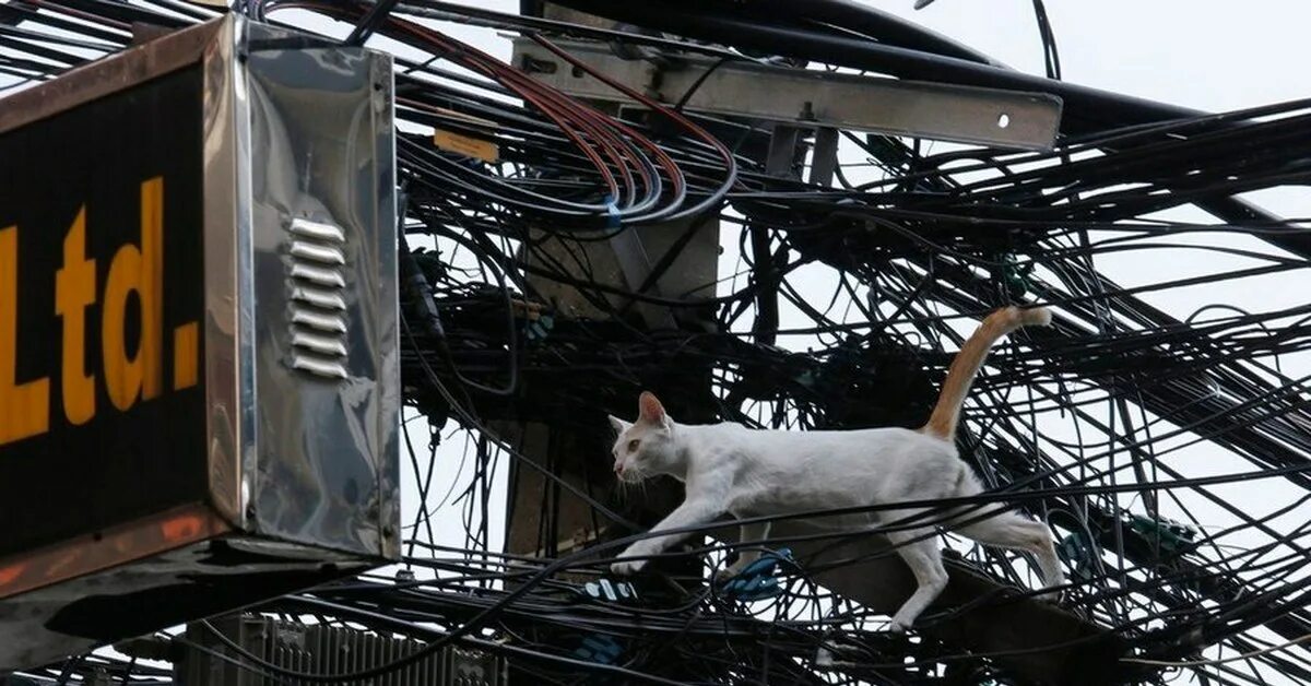 Кот в проводах. Кошка и провода. Кошка электричество. Котик с проводами.