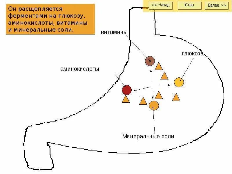 Минеральные соли ферменты