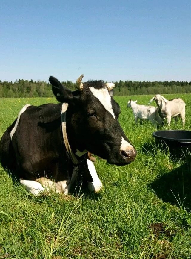 Орловская область коровы