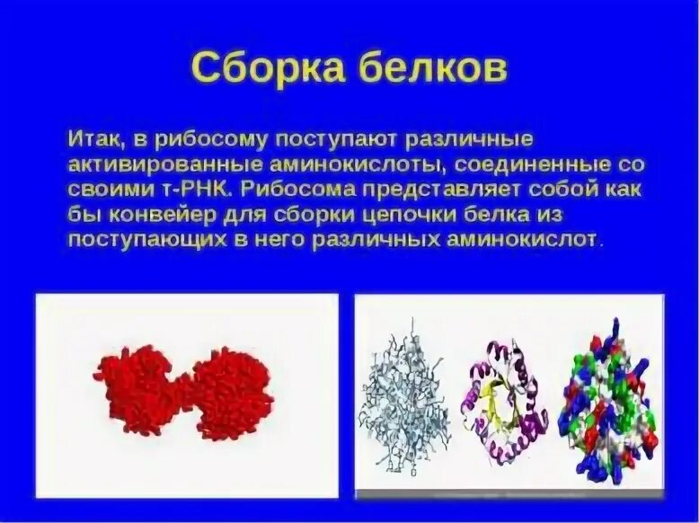 Сборка белка происходит